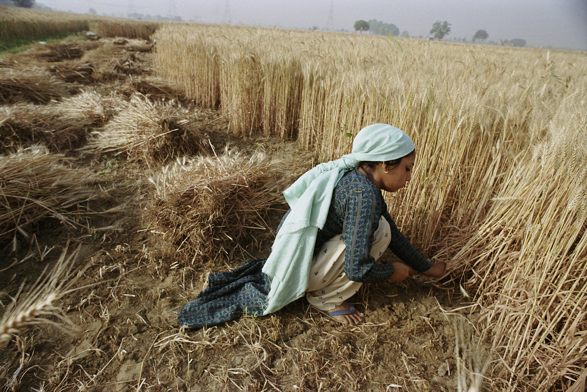 Illustrative image of crops for article on AI agriculture.